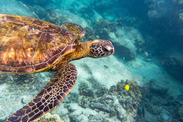 Fototapeta premium Grüne Meeresschildkröte schwimmt im Meer vor Hawaii