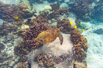 Naklejka na ściany i meble Grüne Meeresschildkröte schwimmt über Korallen im Meer vor Hawaii