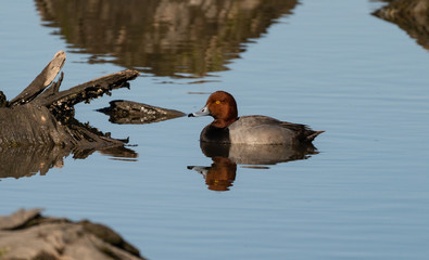 Beautiful redhead duck portrait. 