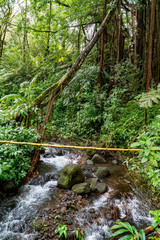 Fluss im tropischen Dschungel auf Hawaii