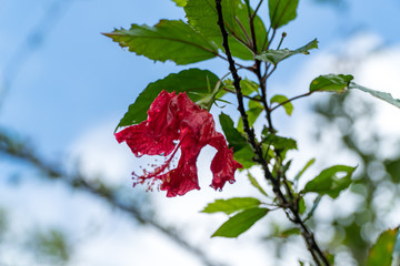 Verblüte Hawaii Blume, roter Hibiskus © Maximilian Auer