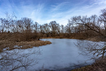 Winter forest on the Vistula river in Krakow, Poland