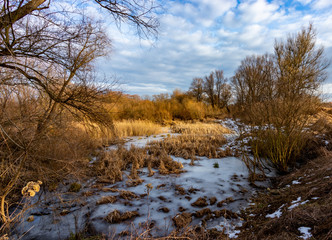 Winter forest on the Vistula river in Krakow, Poland