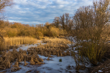 Winter forest on the Vistula river in Krakow, Poland