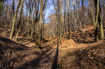 Fototapeta premium Wolski Forest, Cracow, Poland
