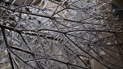 凍った枝