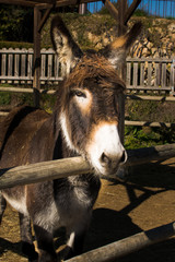 Burro catalan de cerca