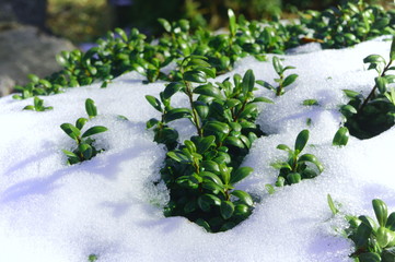 緑の植物と雪