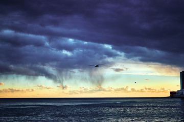 The bird flies over the sea against the backdrop of continuous darkly thickening clouds of dark...