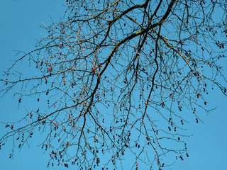 The pattern of the intricacies of bare branches against the blue sky on a sunny day.