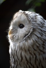 Fototapeta premium owl at the zoo