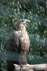 eagle in the zoo
