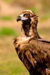 Portrait of a black vulture