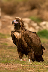 Portrait of a black vulture