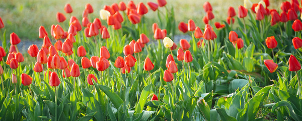 Fields where tulips bloom. Tulip field. Field with red, yellow tulips. Bouquet of flowers, pink background. Banner