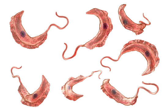 Trypanosoma brucei parasites, 3D illustration. A protozoan that is transmitted by tse-tse fly and causes African sleeping sickness