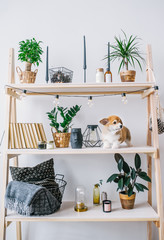 Puppy of Welsh Corgi Pembroke playing on bookshelf and looking amoung.