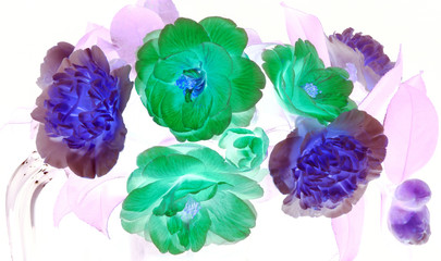 Beautiful and vibrantly colorful Flower Portraits