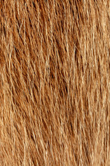 Fototapeta premium Reindeer fur background texture. Natural material pattern.