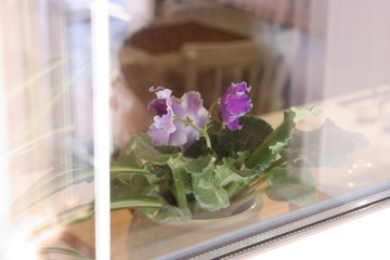 Blooming violet behind the glass window