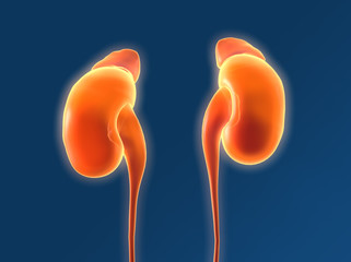 Human kidney with adrenal glands and ureter, medically illustration