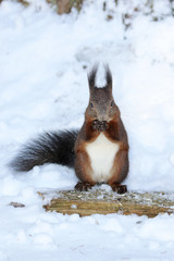 Eichhörnchen beim Schneemann bauen © MerkAngela.WH