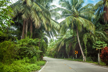 Empty modern road among the green tropical jungle with coconuts trees on the Koh Phangan island, Thailand.