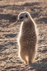 suricate warms up 