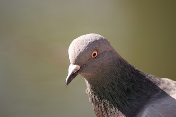 Pigeon