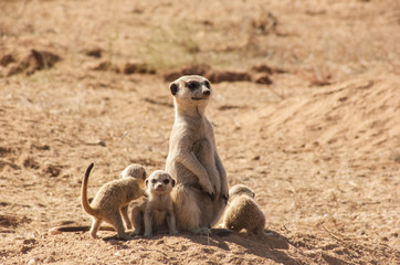 suricate watching babies