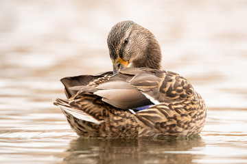 The wild duck preens its feathers on the water. Beautiful portrait of a floating bird.