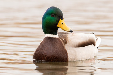 Male wild duck with a green head floating on the water. Mallard looks at the camera. Nice portrait.