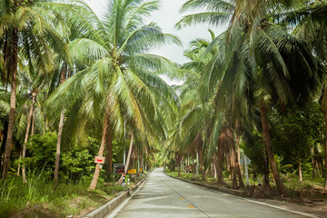 Empty modern road among the green tropical jungle with coconuts trees on the Koh Phangan island, Thailand.