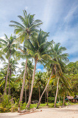 Fototapeta na wymiar Tropical coconut palm trees and yellow sand on Koh Phangan, Thailand