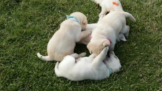 Bunch of cute labrador puppy dog play in the grass - wrestling, resting and enjoying summer
