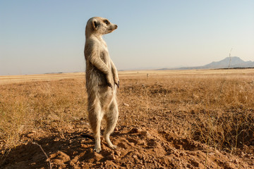 suricate guard standing upright at burrow