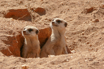 two meerkats looking out of burrow