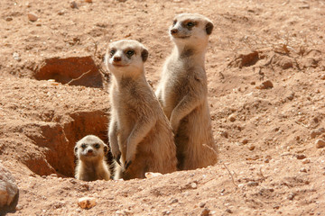 suricates with  baby looking out of burrow 