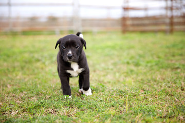 New Border Collie Lab Puppies Running outside near a Fence on a farm