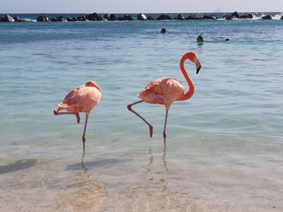 Flamingos having a bath in the Caribbean sea 