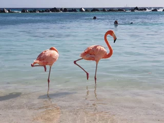 Fotobehang Flamingos having a bath in the Caribbean sea  © Patrick