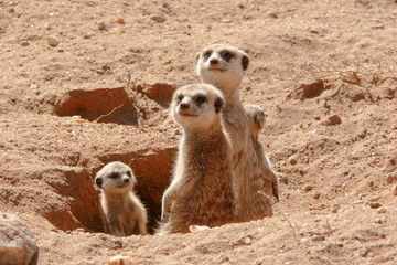 suricates with  baby looking out of burrow 