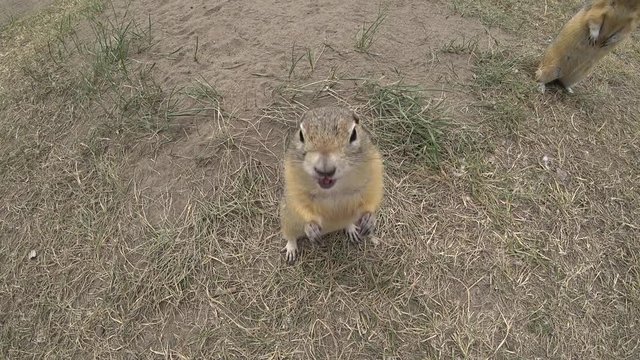 curious gopher (ground squirrel), trying to get the camera, winks