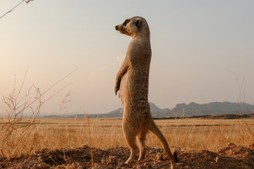 suricate upright on outlook, watchful 