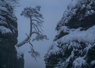 Baum im Nebel auf der Bastei Brücke im Winter, Nationalpark der sächsische schweiz,...