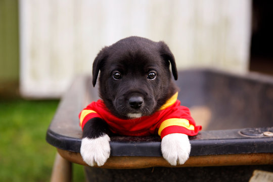 New Border Collie Lab Puppies Outside In A Red And Gold Football Jersey