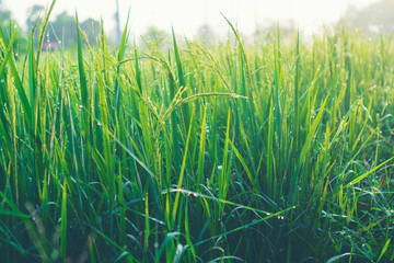 Rice fields with good agricultural products in Thailand