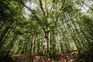 Lost ancient tree with big roots in a north spain forest