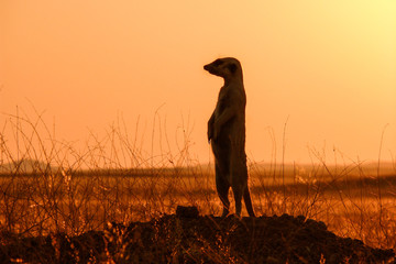 suricate outlined against red sunset sky