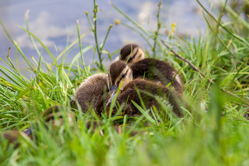 Little ducks nesting in grass